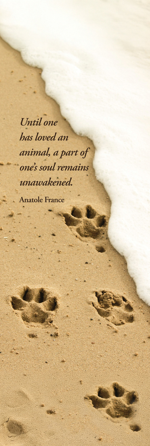 Paws in Sand